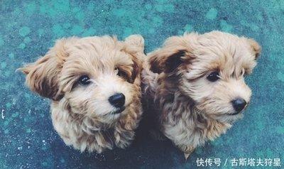 农历5月出生的生肖狗 属狗人几月出生最好命