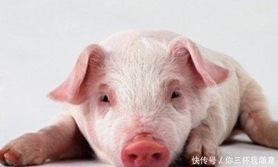 农历7月的属猪人好不好 性格是怎样的