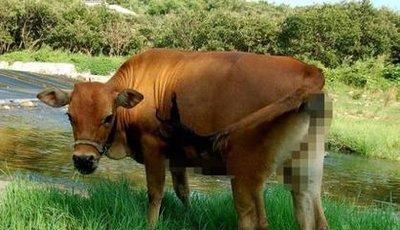 十二生肖一生无忧的是 生活中无烦恼的生肖是什么