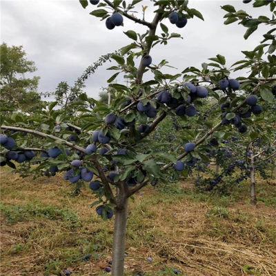 做梦梦见葡萄树上果实累累是什么意思