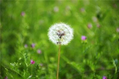 做梦梦见蒲公英的绒毛飘在空中是什么意思