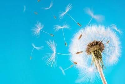 做梦梦见蒲公英的绒毛飘在空中是什么意思