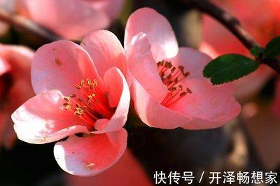 十二生肖中口是心非的动物是什么不忠诚