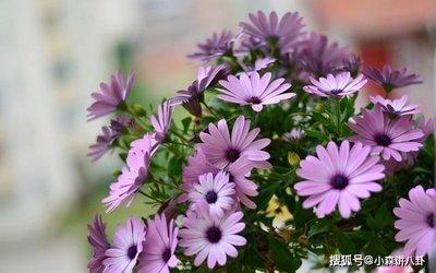 十二生肖中最大方的四大生肖值得深交性格