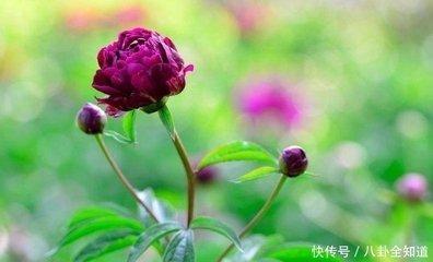 农历几日出生的属虎人财运好富裕一生