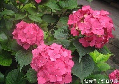 农历几日出生的属虎人财运好富裕一生