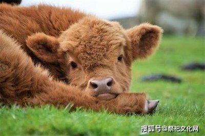 十二生肖中谁脾气最暴躁  脾气最差的生肖是什么