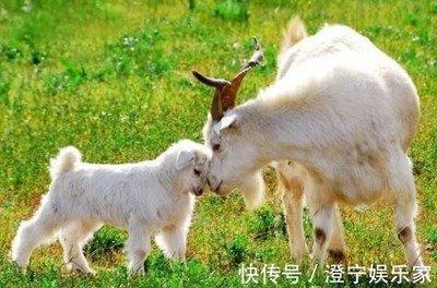 十二生肖中顾虑最多的3大生肖犹豫不决