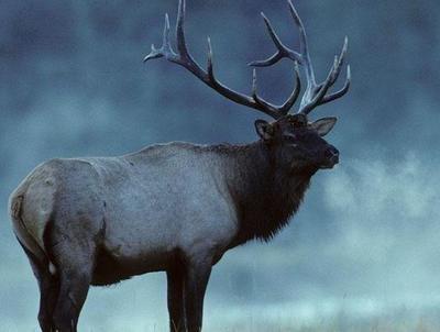 十二生肖什么傲慢 一看就知道很高傲