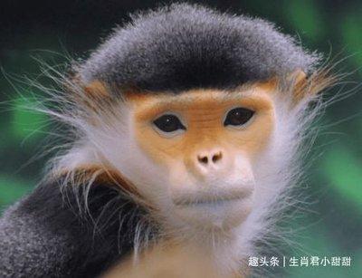 十二生肖什么动物最不怕失败 越挫越勇