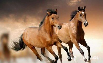 十二生肖什么动物最不怕失败 越挫越勇