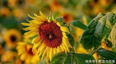 十二生肖什么懂得爱 懂得如何去爱的生肖是哪几个