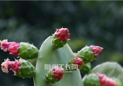 十二生肖兔养什么最旺运 什么植物适合属兔人养