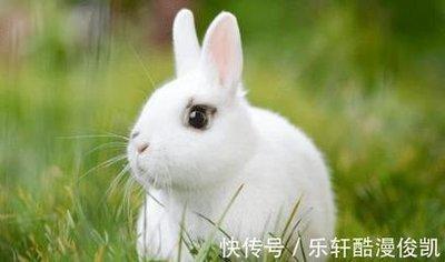 十二生肖兔和什么最好 属兔人的婚姻配对