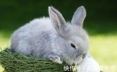 十二生肖兔和什么最好 属兔人的婚姻配对