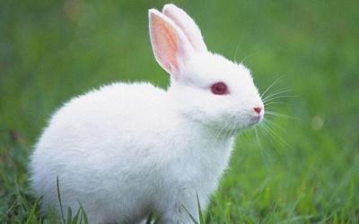 十二生肖兔和猪相配吗 属兔人与什么生肖最配