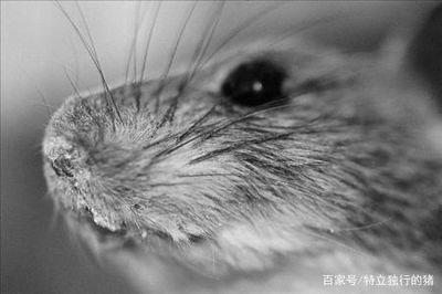 十二生肖哪个吝啬 最吝啬小气的生肖