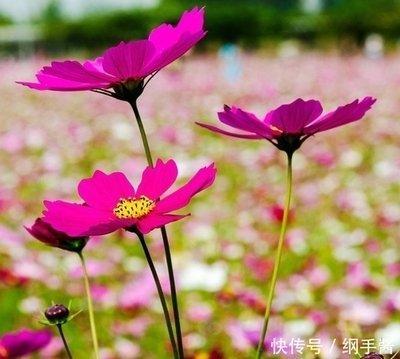 只顾眼前利益的生肖是谁 目光短浅的人就是这样的
