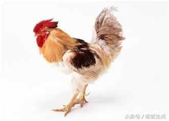 十二生肖哪个最小气 特别小气说的是哪几个生肖