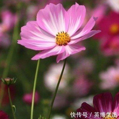 十二生肖哪只最多愁善感 心态不好的生肖