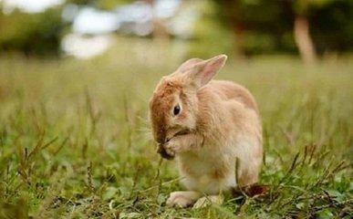 十二生肖属兔的命运怎样 几月出生的属兔人命好