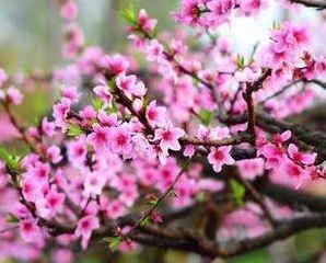 历桃花劫这三大生肖需要特别注意 易犯桃花劫的生肖