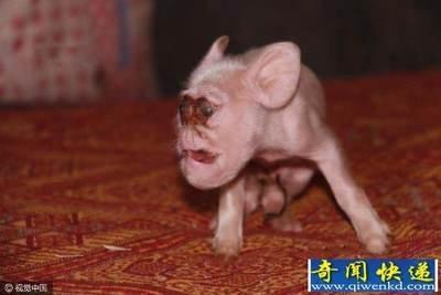 十二生肖我行我素哪个 最爱我行我素的是哪些生肖