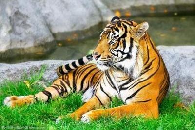 十二生肖暴脾气的那几肖 性格最暴躁的生肖