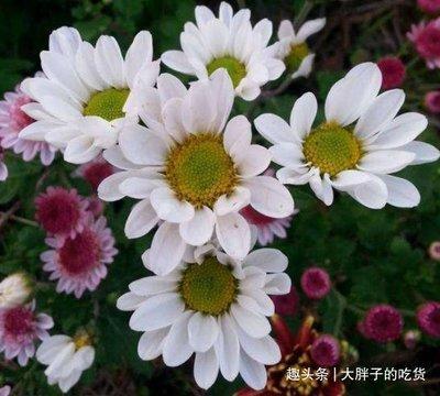 吃货 说到吃就不能停下来的生肖性格