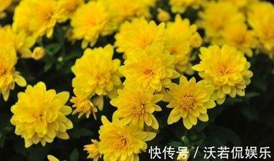 十二生肖爱干净动物是什么 喜欢干净的生肖是哪几个