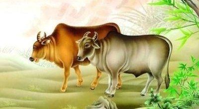 十二生肖牛养什么最旺运 什么花适合属牛人养