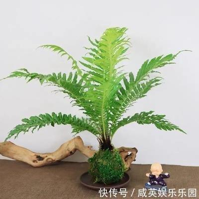合理利用绿色植物 可强化办公室风水