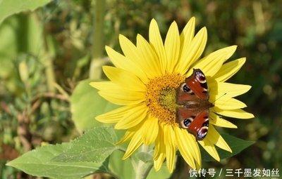 十二生肖谁最与众不同  在众人眼中很突出