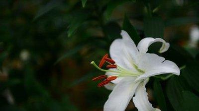 十二生肖谁最孝顺 懂得孝顺的生肖有哪几个 十二生肖谁最孝顺 懂得孝顺的生肖有哪几个