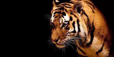 十二生肖谁最有个性 超有个性的生肖 十二生肖谁最有个性 超有个性的生肖