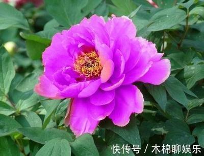 十二生肖谁最爱干净 一起了解爱干净的生肖
