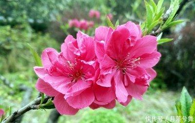 后半生最有福气的生肖 晚年运势好到爆