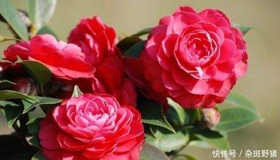 十二生肖那个最喜欢疑神疑鬼 多疑的是哪几个生肖
