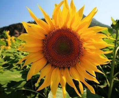向日葵的花语与向日葵的摆放问题介绍