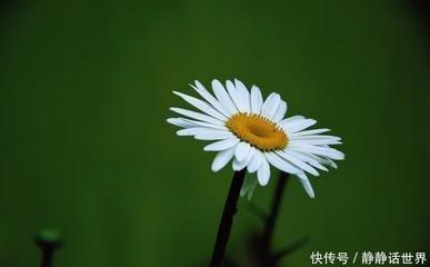 十二生肖那个最没有责任心 毫无责任感的生肖 十二生肖那个最没有责任心 毫无责任感的生肖