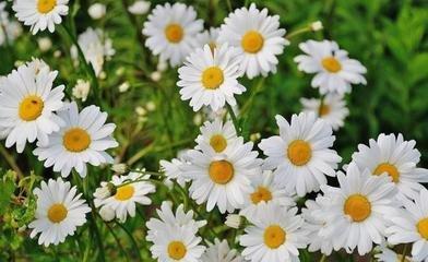 十二生肖那个最没有责任心 毫无责任感的生肖