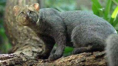 十二生肖里哪个动物最狡猾 狡猾之人是什么生肖