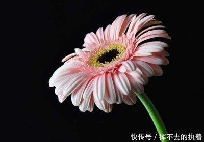 十二生肖里谁是花心汉 最花心的男人是什么生肖