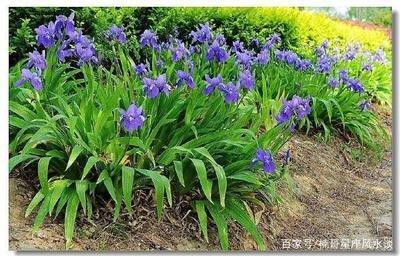 十二生肖马养什么最旺运 什么植物适合属马人养