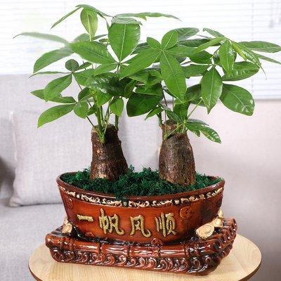 十二生肖鸡养什么最旺运 什么植物适合属鸡人养