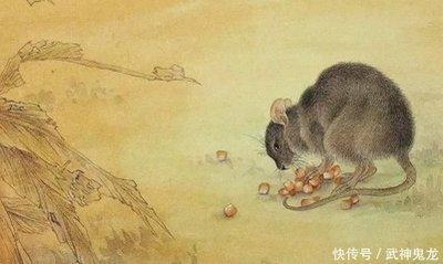 十二生肖鼠现在几岁  今年属鼠人多大了