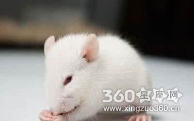 十二生肖鼠现在几岁  今年属鼠人多大了