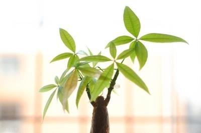 十二生肖龙养什么最旺运 什么植物适合属龙人养