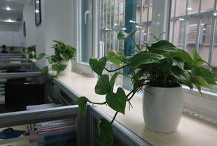 十二生肖龙养什么最旺运 什么植物适合属龙人养
