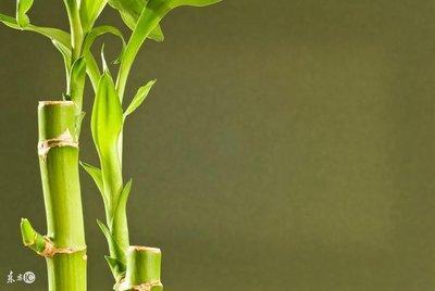 催官运买什么植物(佩戴什么催官运)